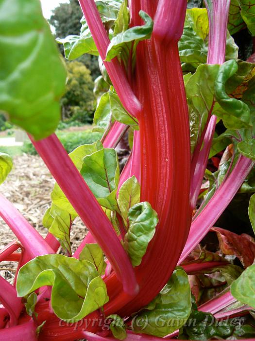 Rhubarb, Adelaide Botanic Gardens P1080811.JPG